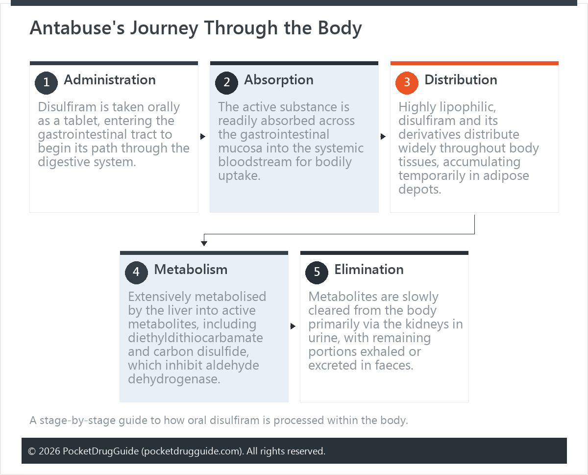Antabuse's Journey Through the Body