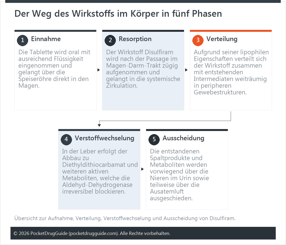 Der Weg des Wirkstoffs im Körper in fünf Phasen