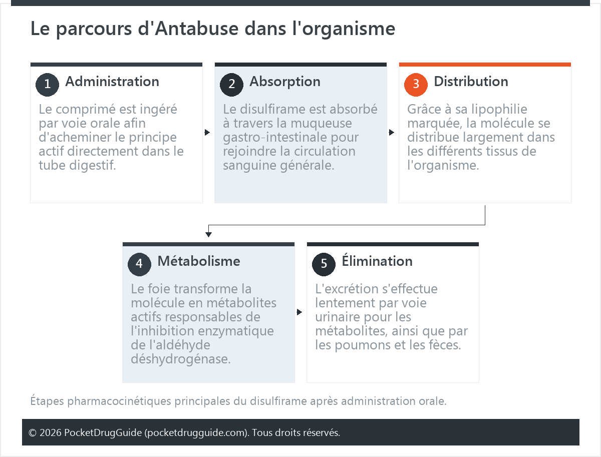 Le parcours d'Antabuse dans l'organisme
