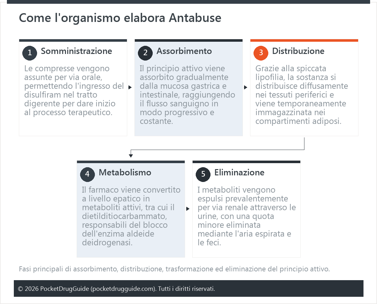 Come l'organismo elabora Antabuse