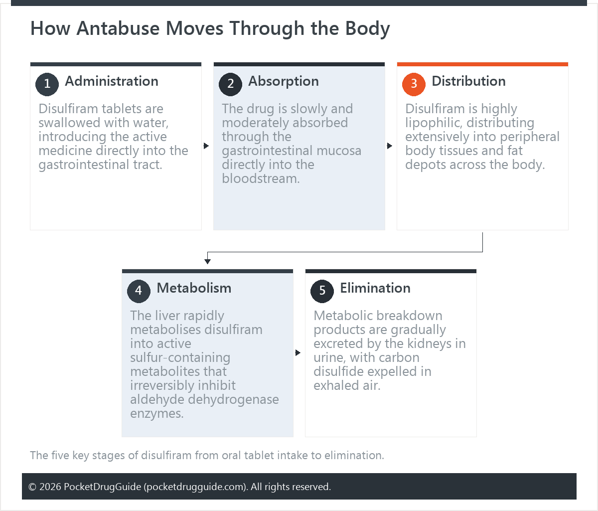 How Antabuse Moves Through the Body