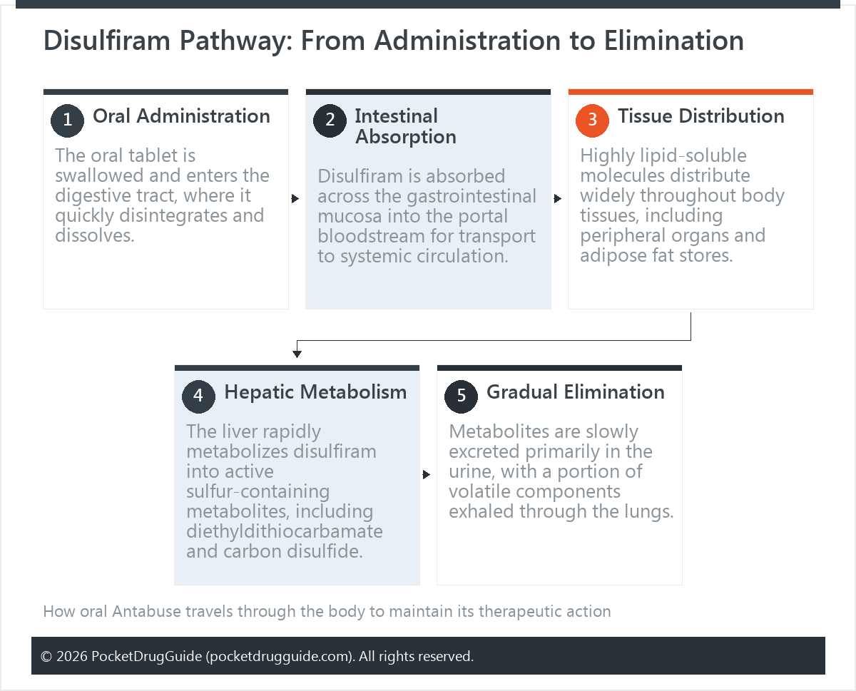 Disulfiram Pathway: From Administration to Elimination