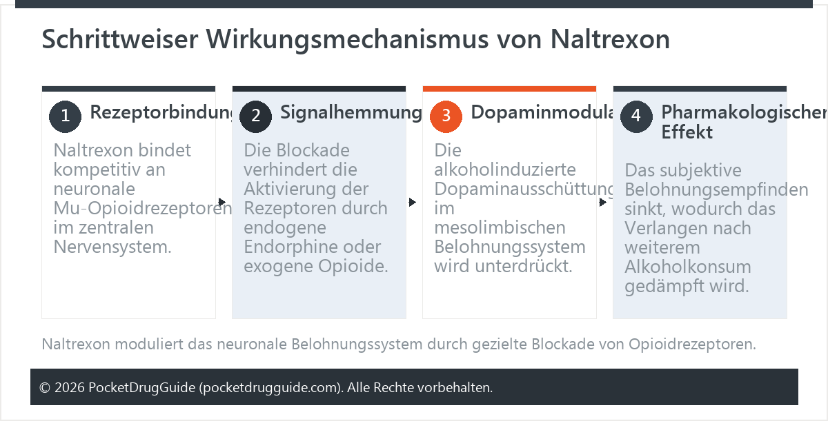 Schrittweiser Wirkungsmechanismus von Naltrexon
