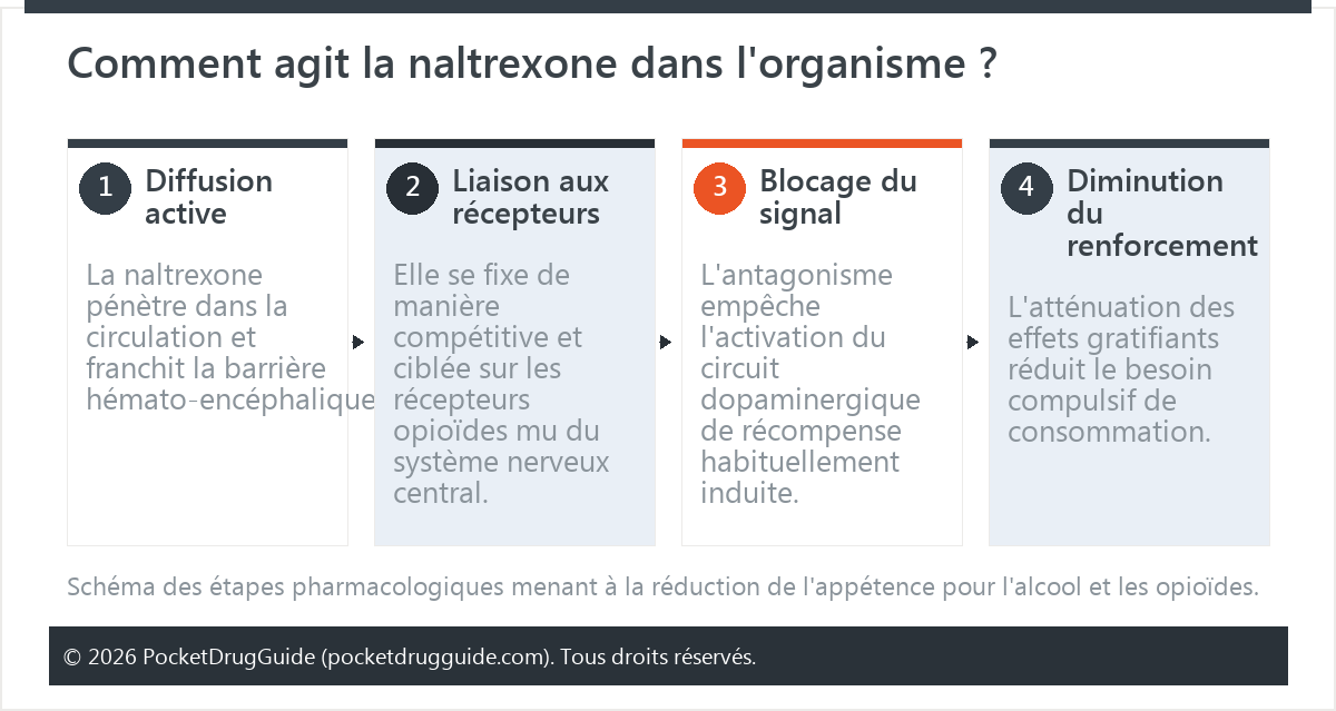 Comment agit la naltrexone dans l'organisme ?