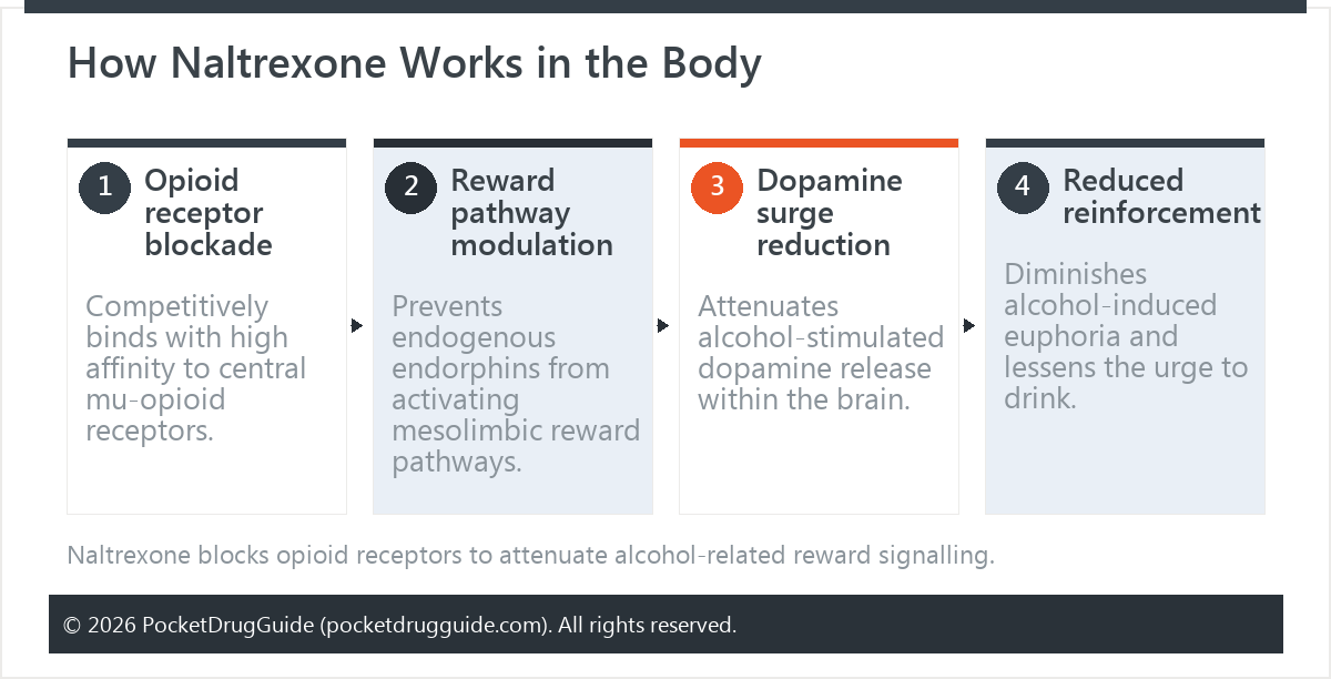 How Naltrexone Works in the Body