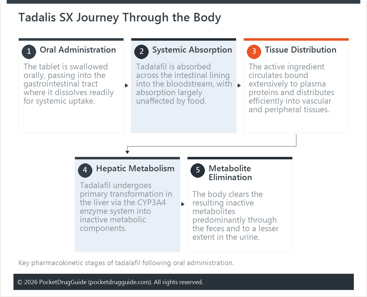 Tadalis SX Journey Through the Body