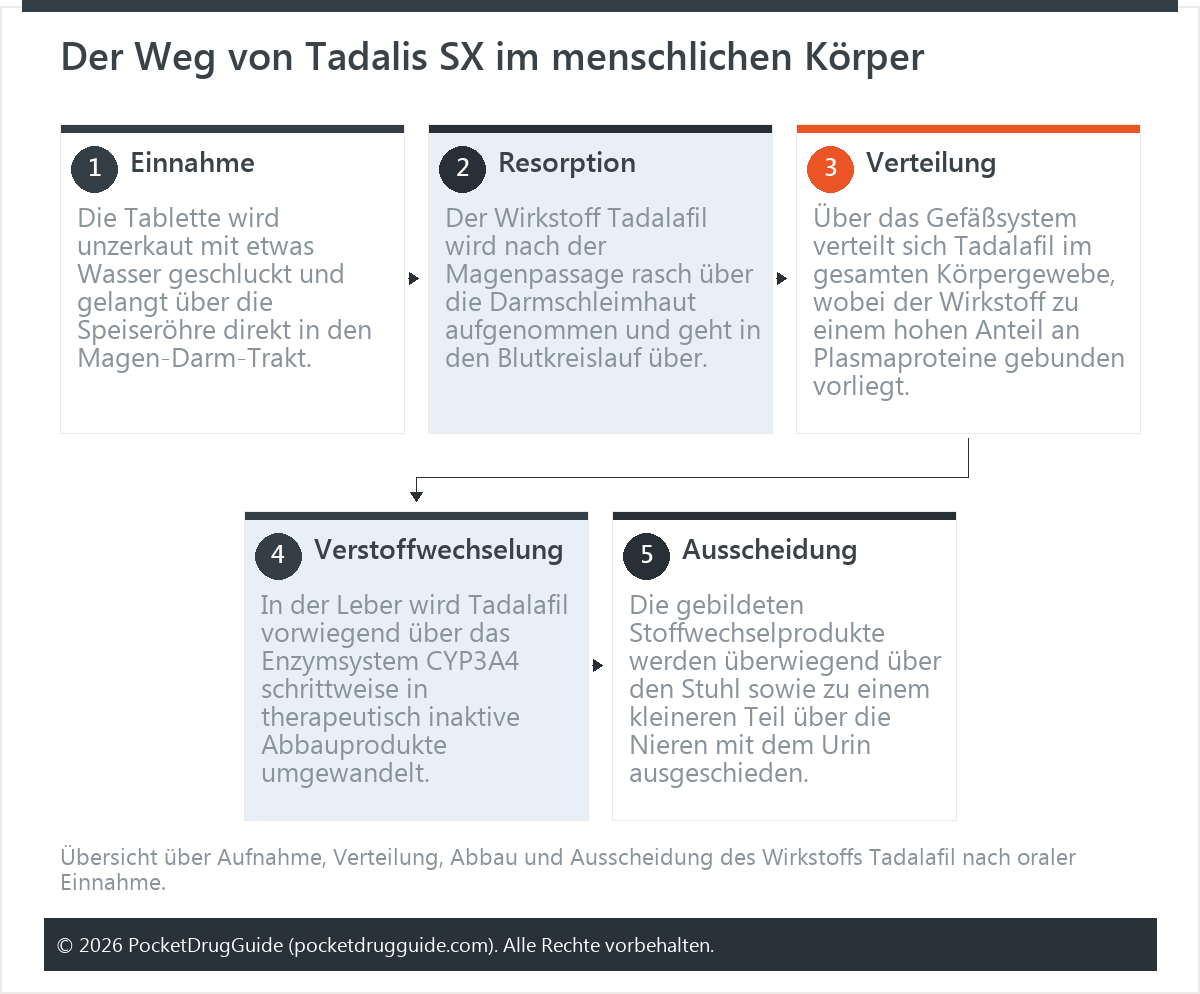 Der Weg von Tadalis SX im menschlichen Körper