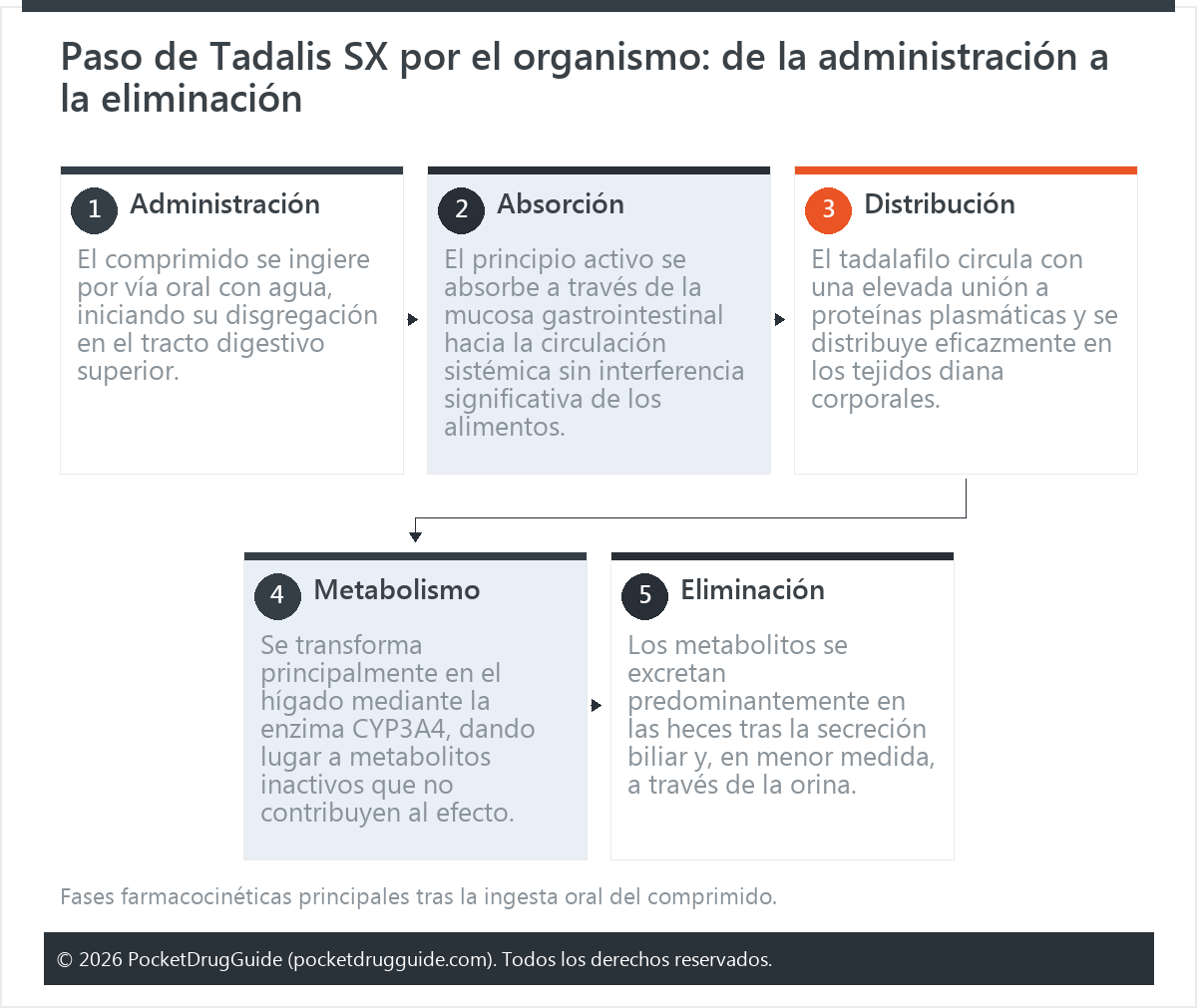 Paso de Tadalis SX por el organismo: de la administración a la eliminación