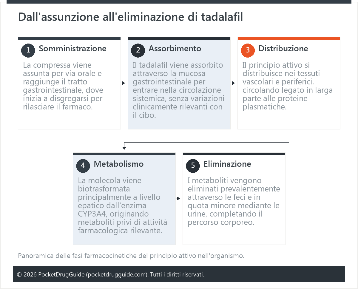 Dall'assunzione all'eliminazione di tadalafil
