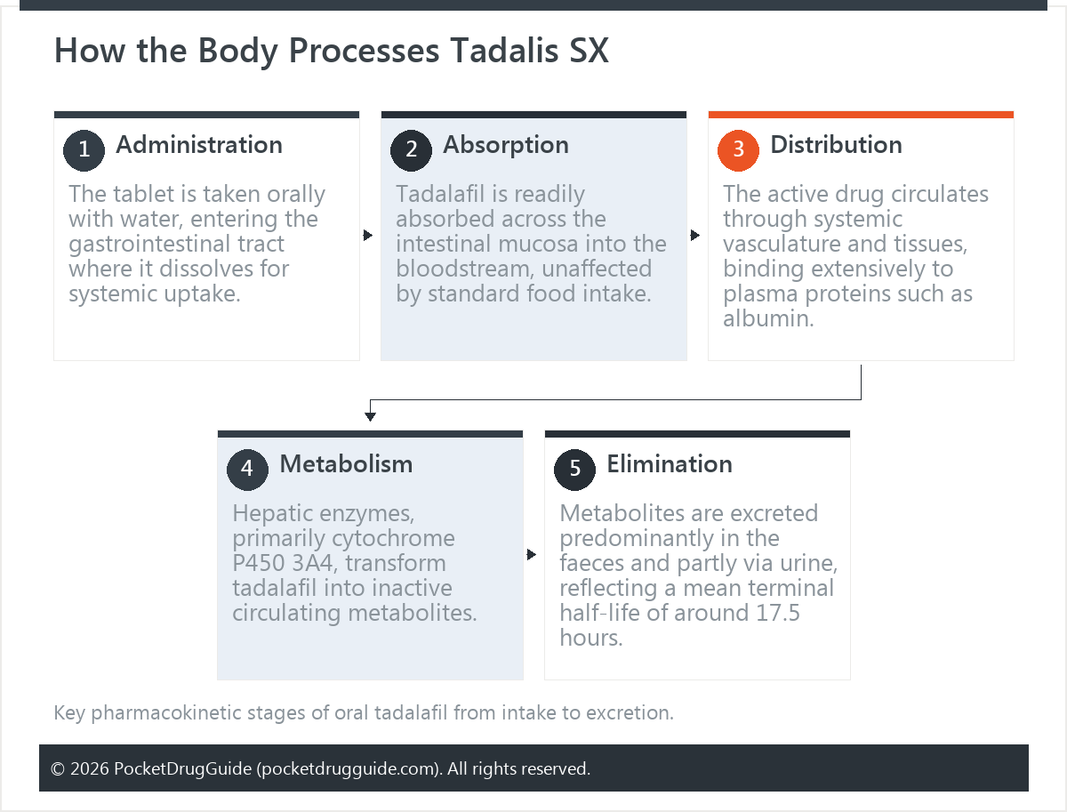How the Body Processes Tadalis SX