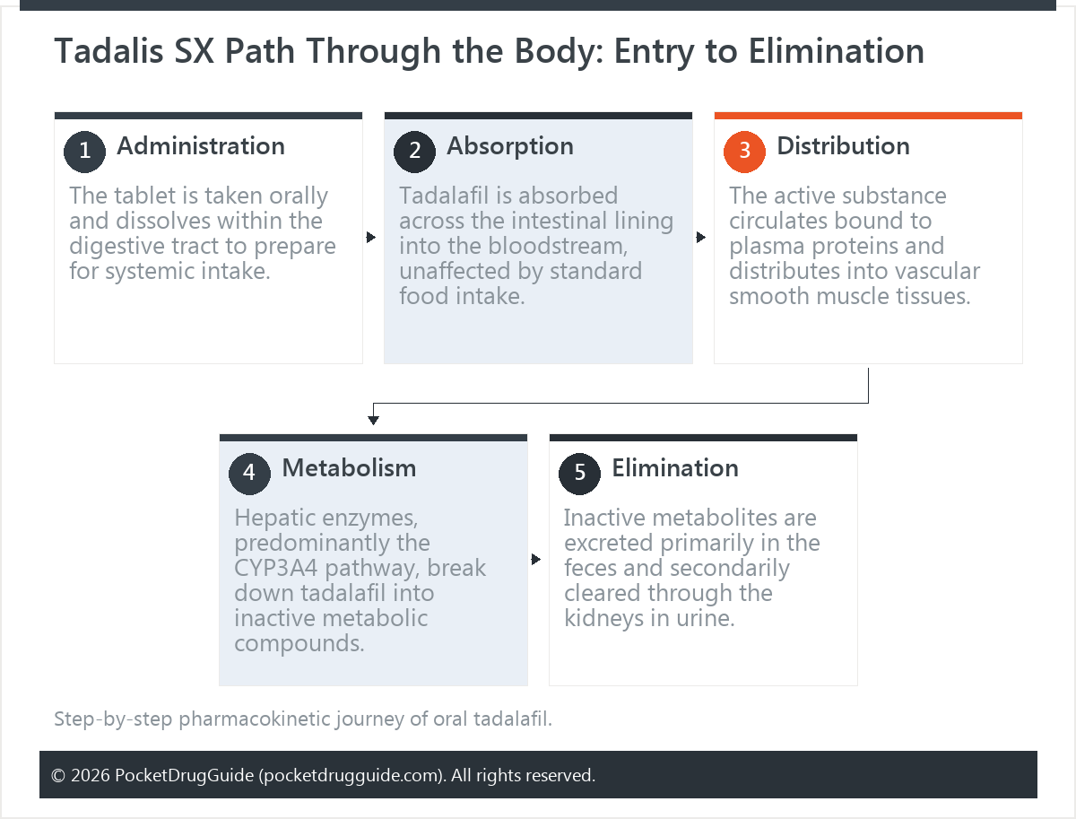 Tadalis SX Path Through the Body: Entry to Elimination