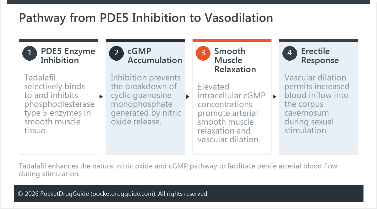 Pathway from PDE5 Inhibition to Vasodilation