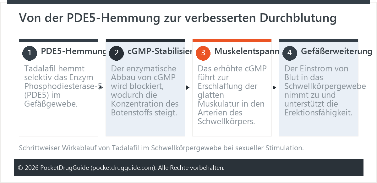 Von der PDE5-Hemmung zur verbesserten Durchblutung