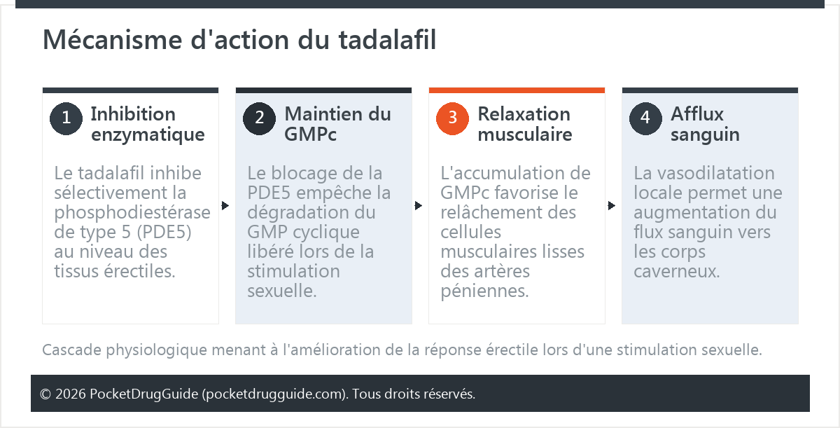 Mécanisme d'action du tadalafil