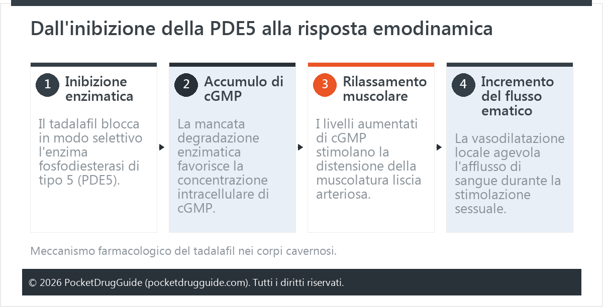 Dall'inibizione della PDE5 alla risposta emodinamica