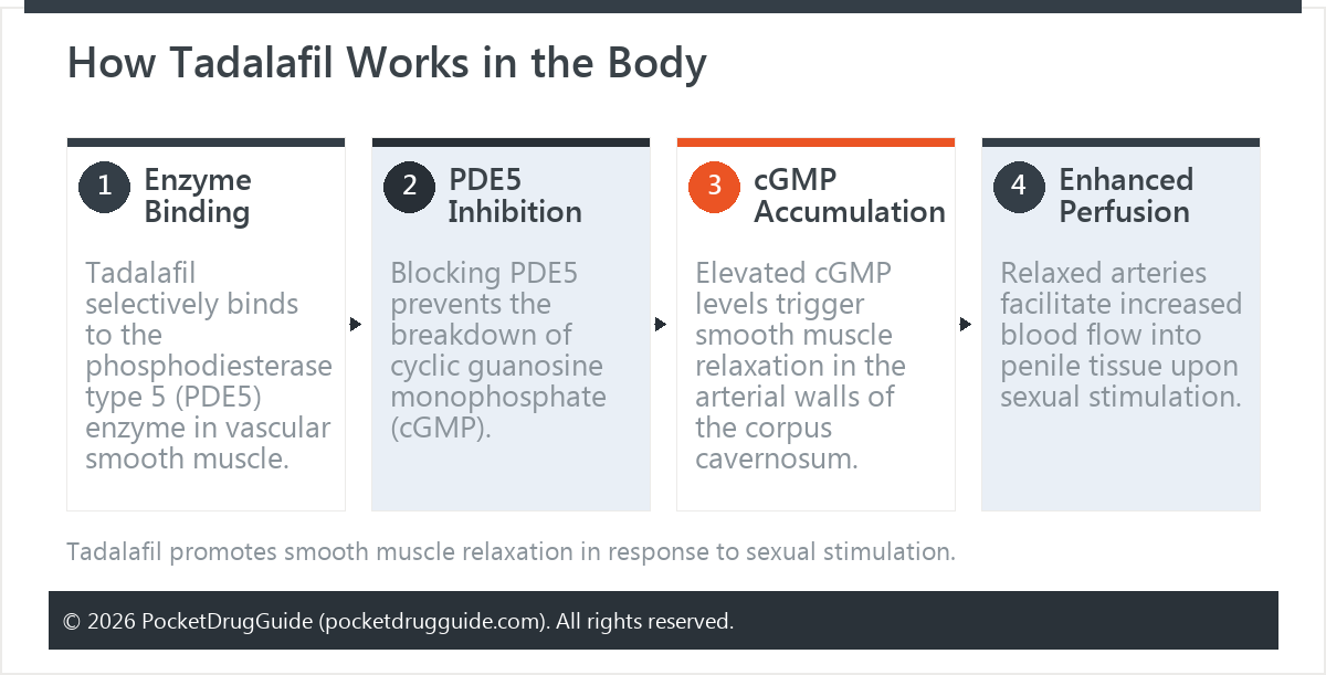 How Tadalafil Works in the Body