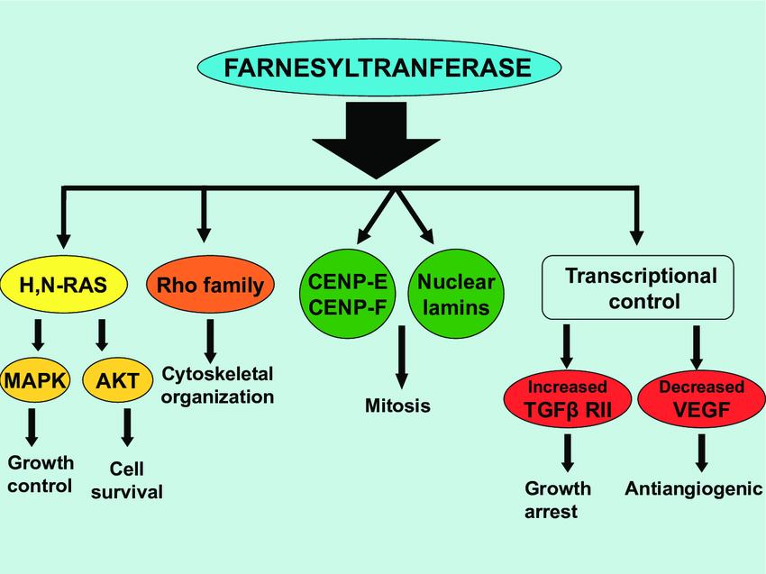 ras farnesylation inhibitors anti aging)