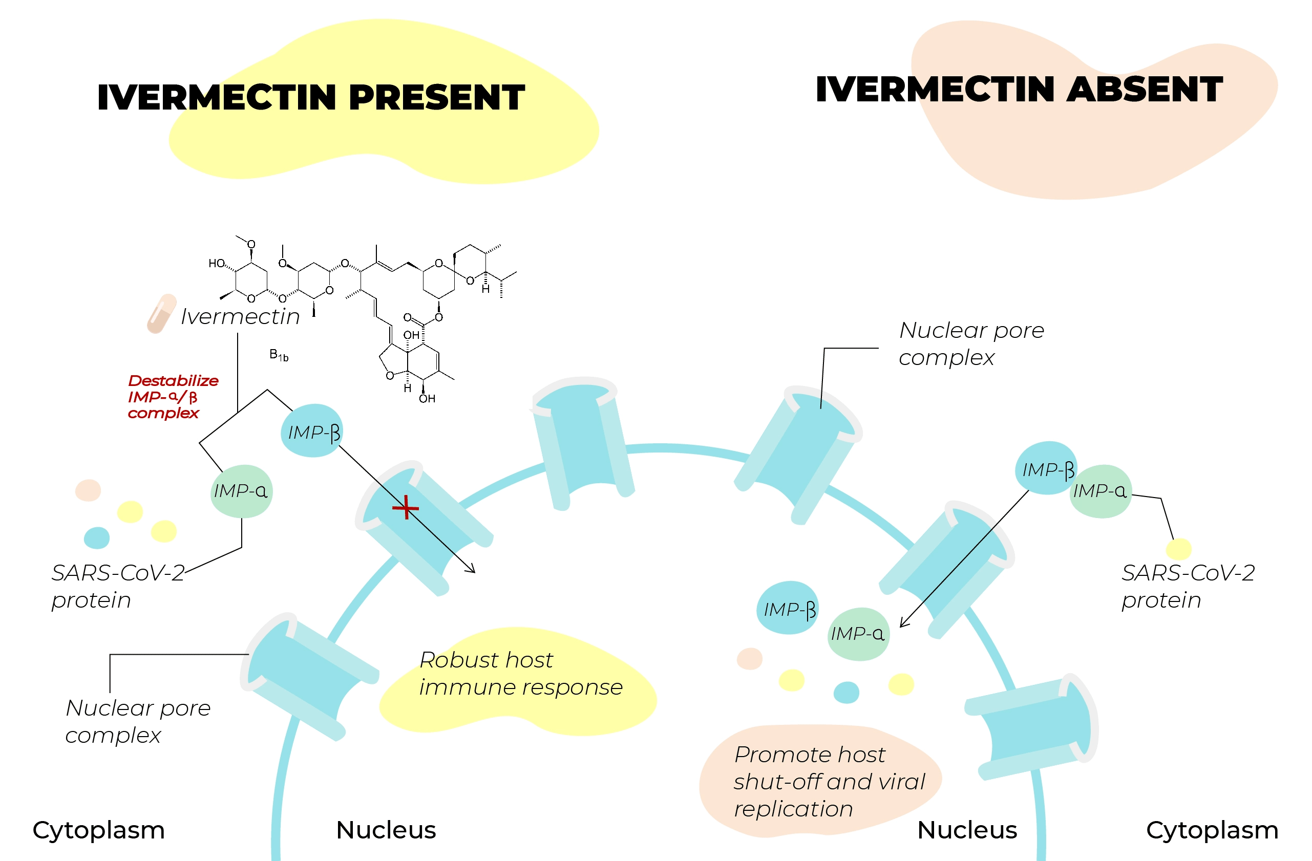 Ivermectin Present Absent